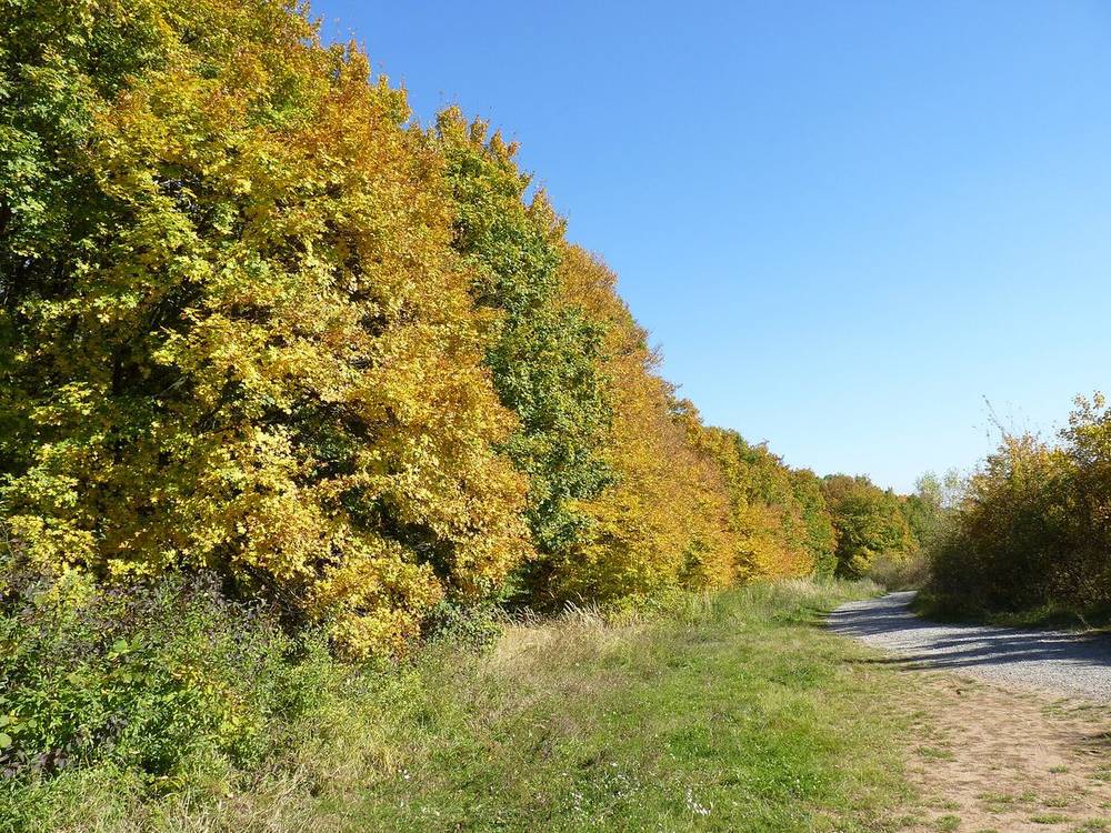 Podzimní les v Moravském krasu